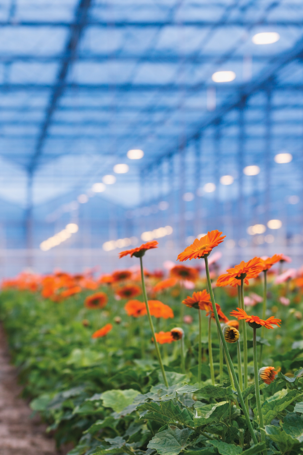 Horticultural LED Lighting