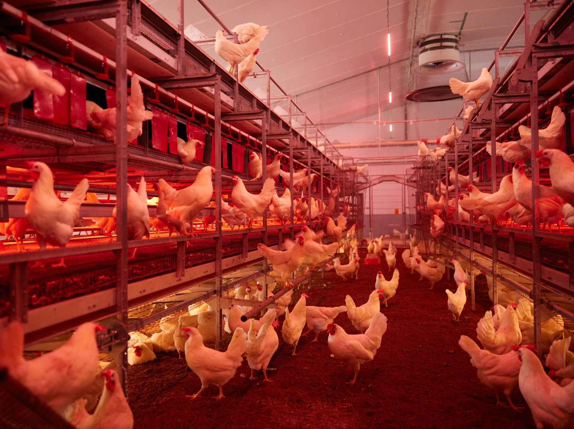 LED Lighting for poultry houses